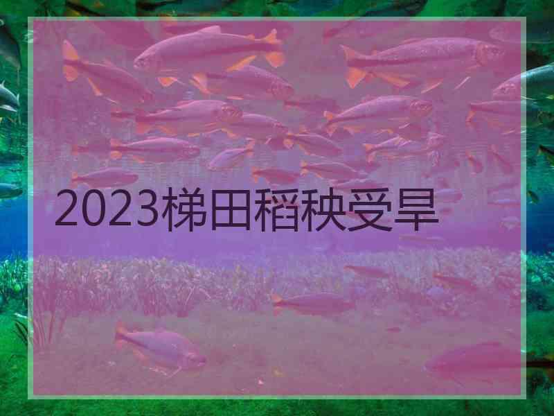 2023梯田稻秧受旱